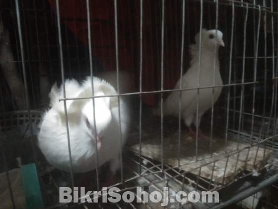 কবুতর বোম্বাই